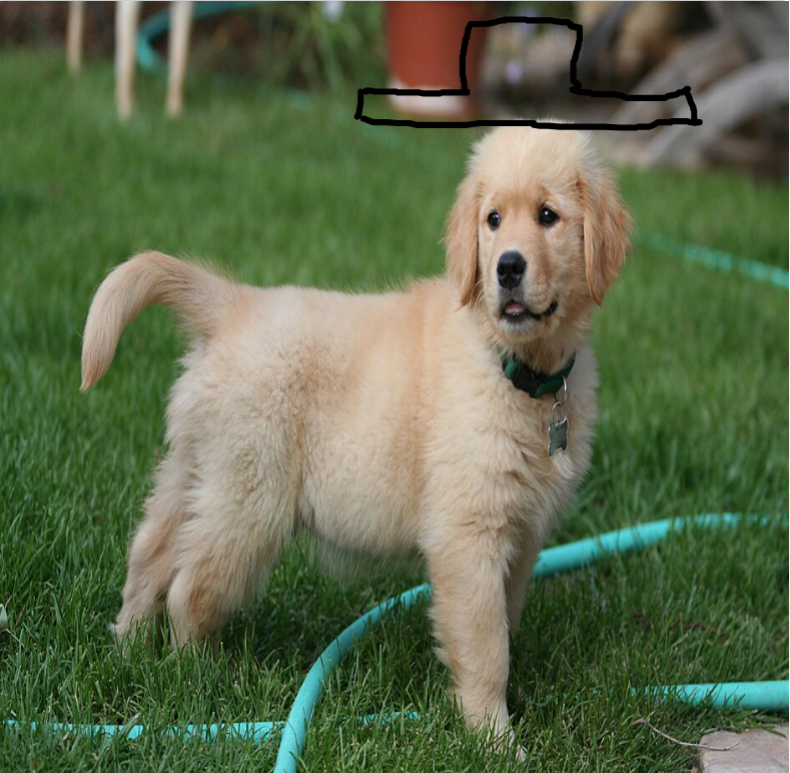 Golden retriever with doodled top hat